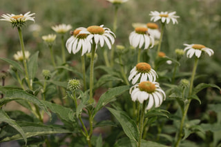 Echinacea White Swan, Loukykvět