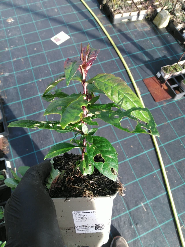 Flox Winnetou - 31. 10. 2025