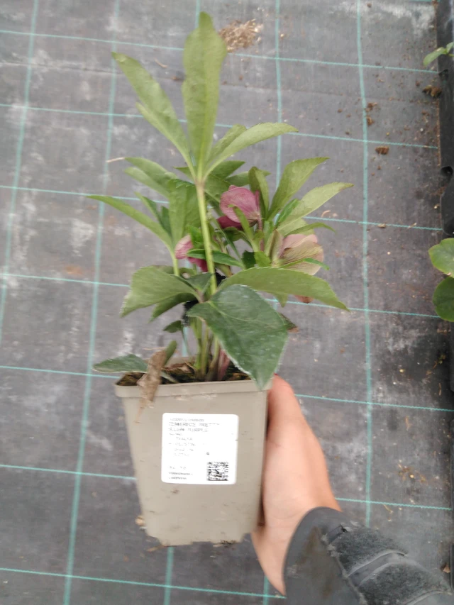 Eléboro Pretty Ellen Purple - 10. 9. 2025