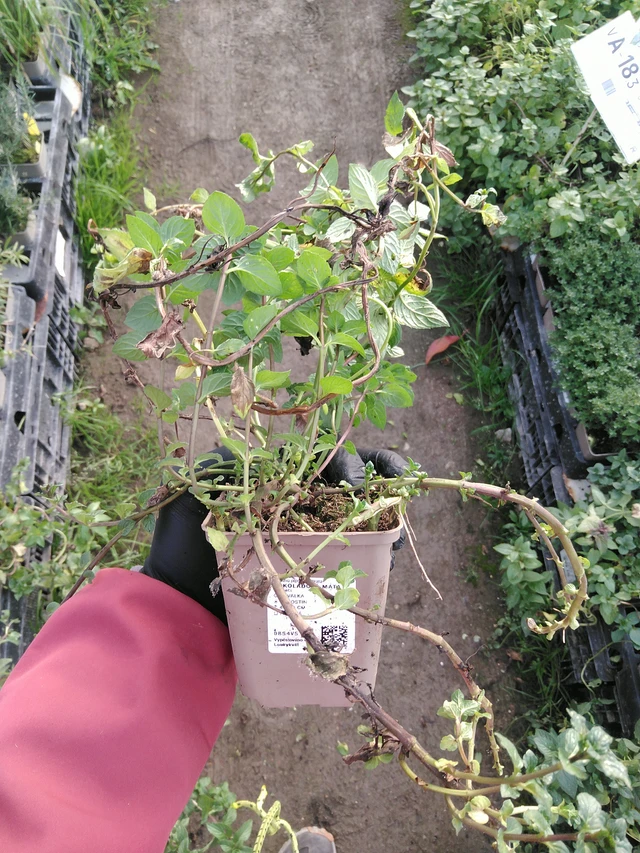 Čokoládová máta - 31. 10. 2025