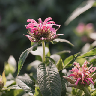 Monarda Croftway Pink, Loukykvět