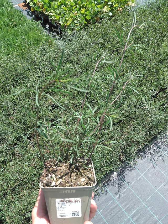 Krásnoočko Moonbeam - 24. 6. 2025