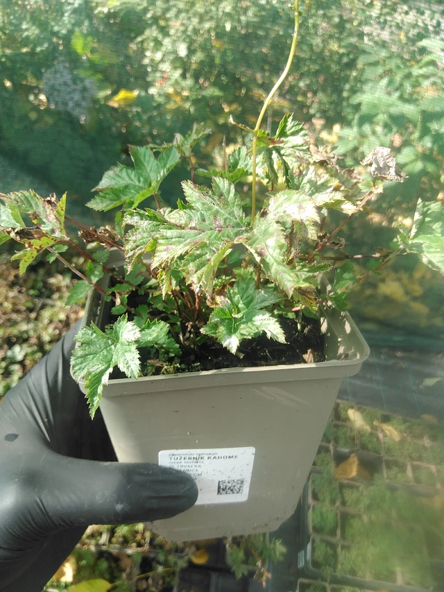 Angervo Kahome - 13. 10. 2025