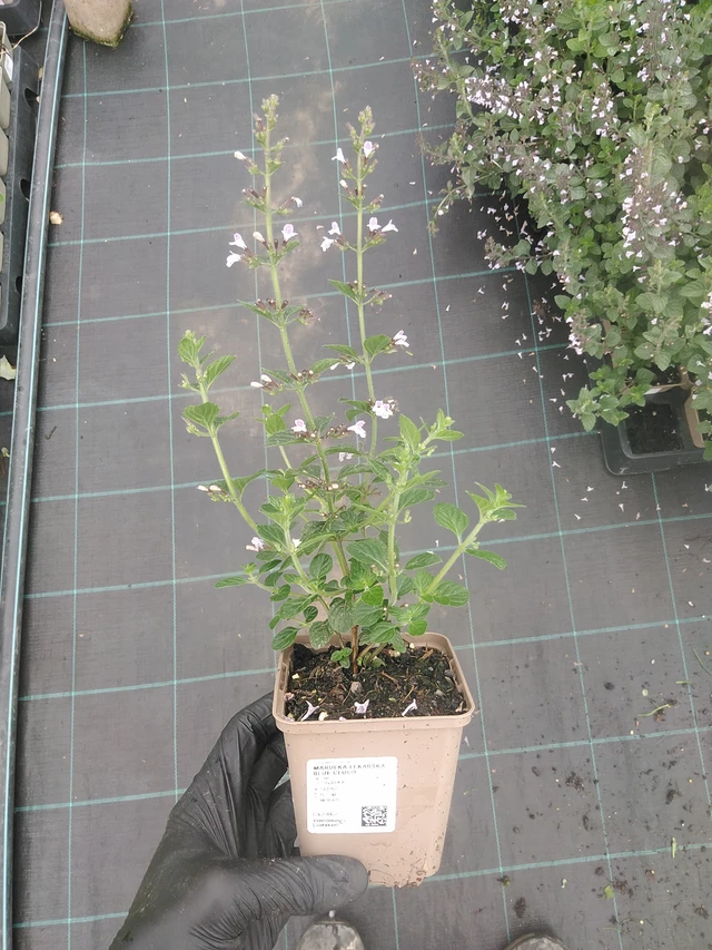 Calamint Blue Cloud - 4. 8. 2025
