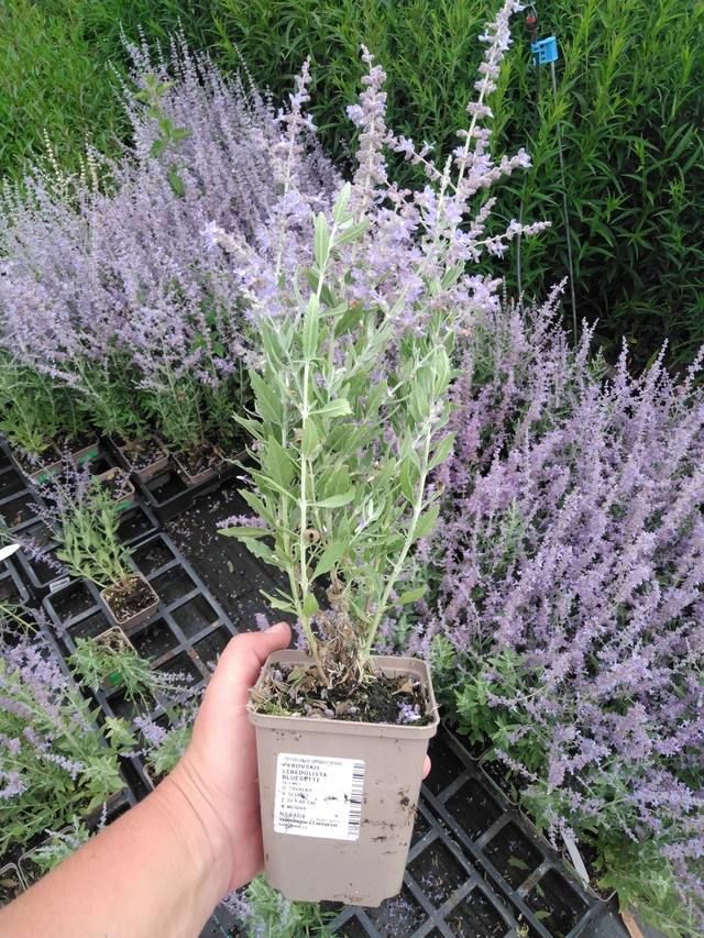 Pensaskanukka Bluesette - 2024