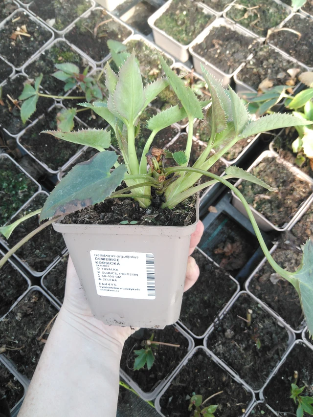 Hellebore korsická - 3. 4. 2025