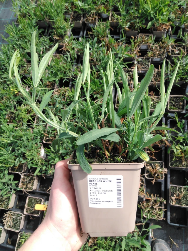 Hajuherne White Pearl - 2024