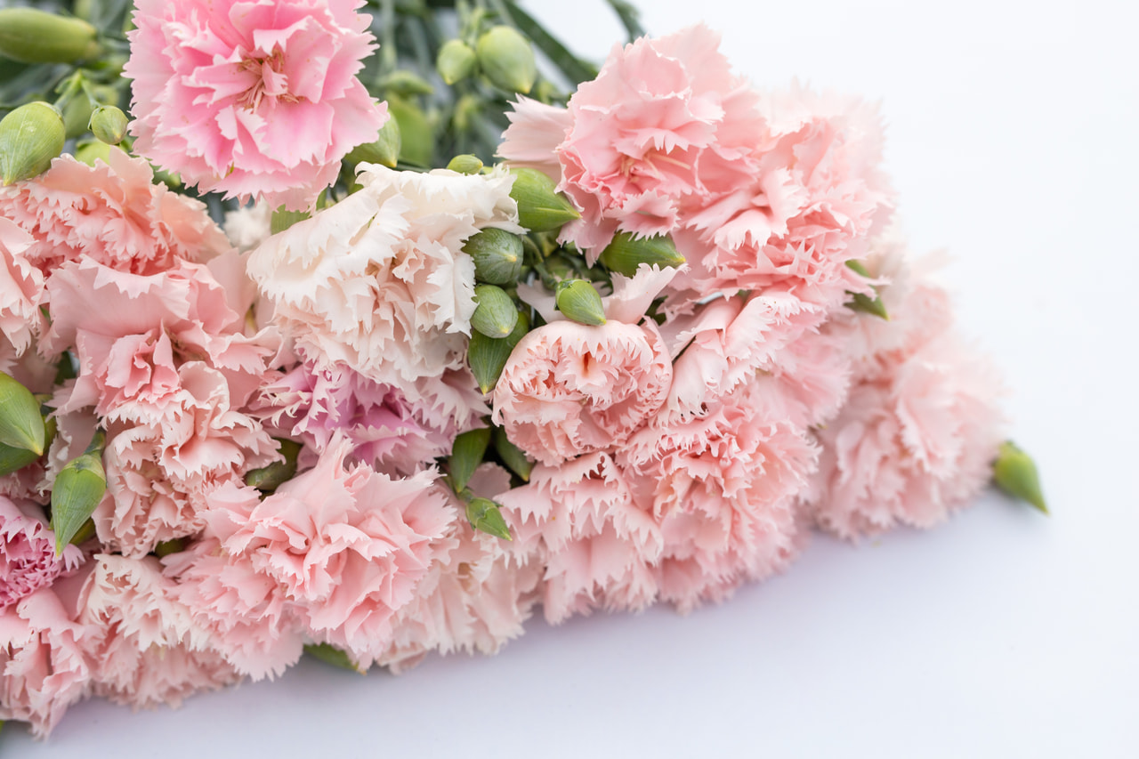 Karafiát Chabaud La France, Loukykvět