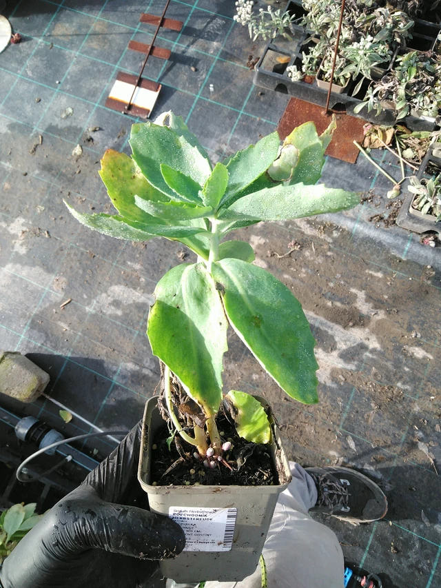 Rozchodník Herbstfreude - 31. 10. 2025