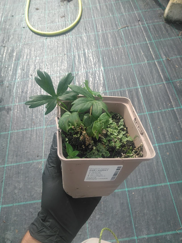 Oměj horský - 10. 9. 2025