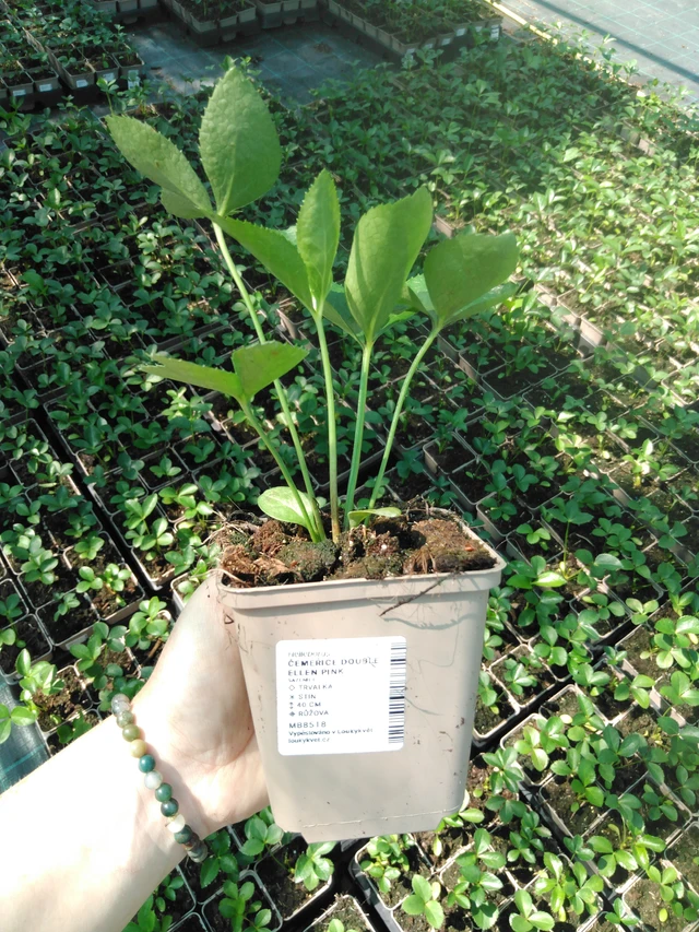 Hellebore Double Ellen Pink - 2024