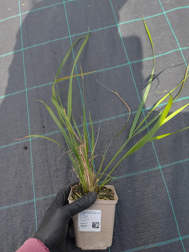 Třtina Karl Förster - 11. 9. 2025