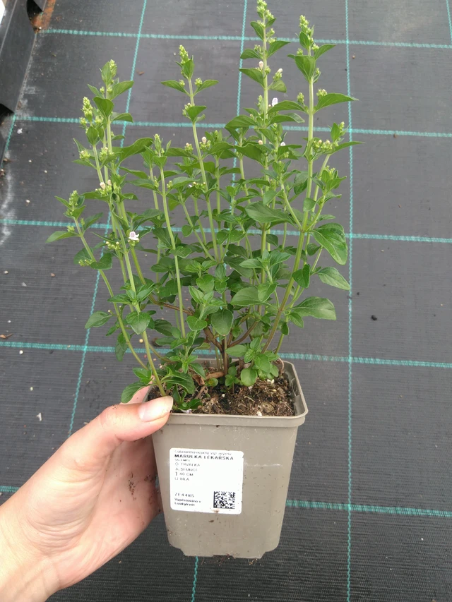 Päivänkakkara rohtopäivänkakkara - 11. 7. 2025