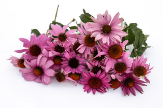 Echinacea Grandiflora Magnus, Loukykvět