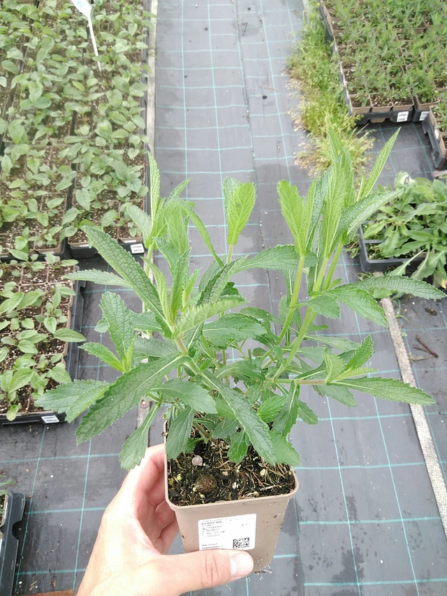 Verbena - 21. 7. 2025