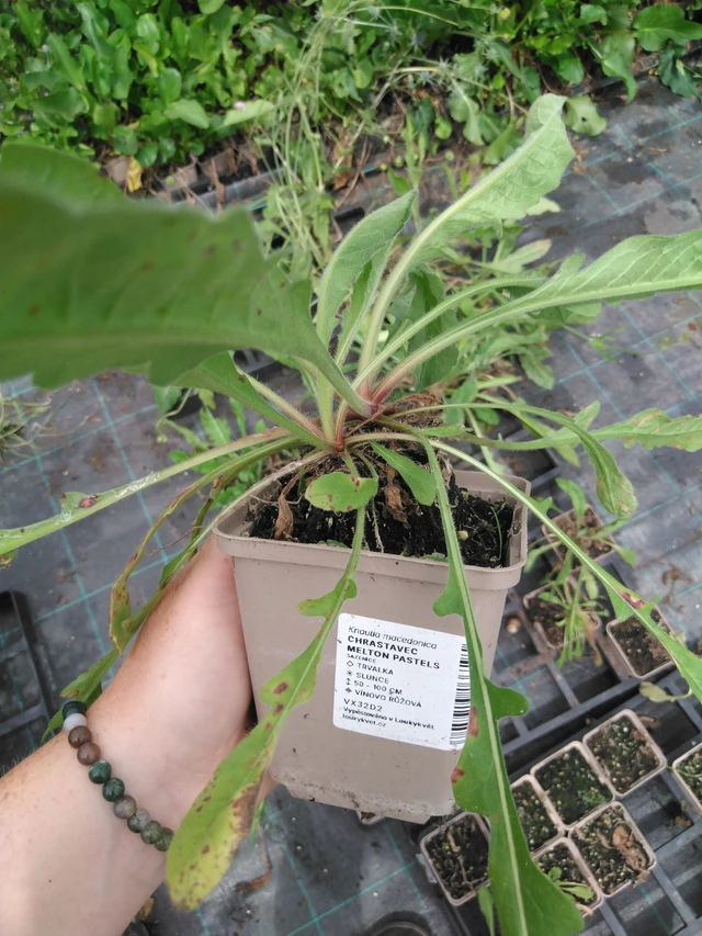 Chrastavec Melton Pastels - 2024