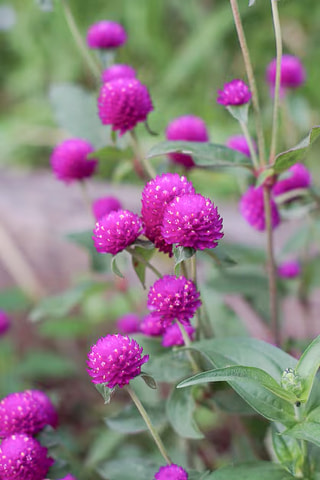 Pestrovka kulovitá QIS Purple, Loukykvět