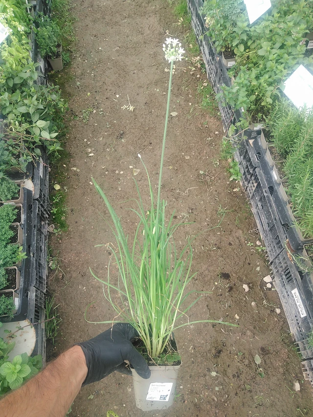 Cebollino chino - 10. 9. 2025