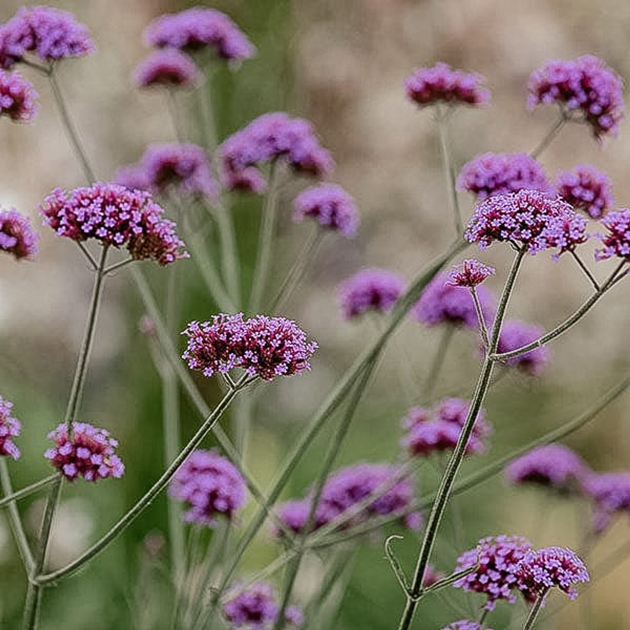 Verbena, Loukykvět