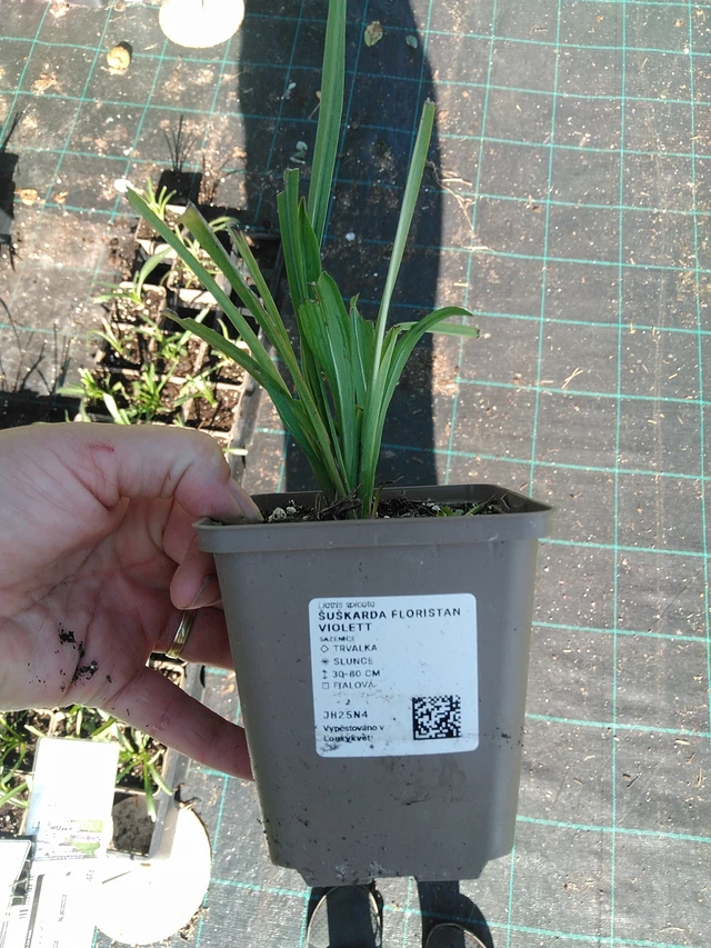 Liatris Floristan Violett - 19. 8. 2025