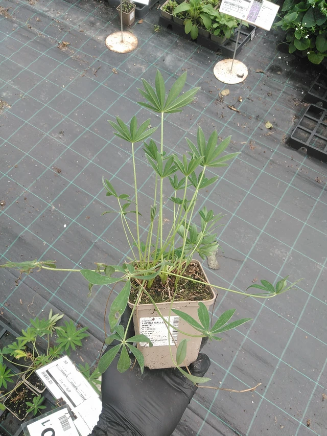 Altramuz Gallery White - 31. 7. 2025