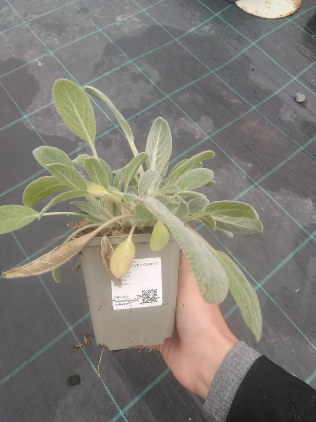 Pehmytmesiangervo Silver Carpet - 10. 10. 2025