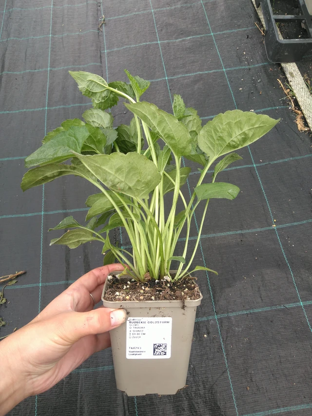 Rudbeckia Goldsturm - 11. 7. 2025