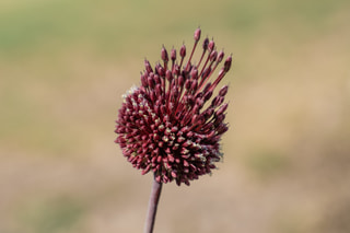 Česnek Red Mohican , Loukykvět