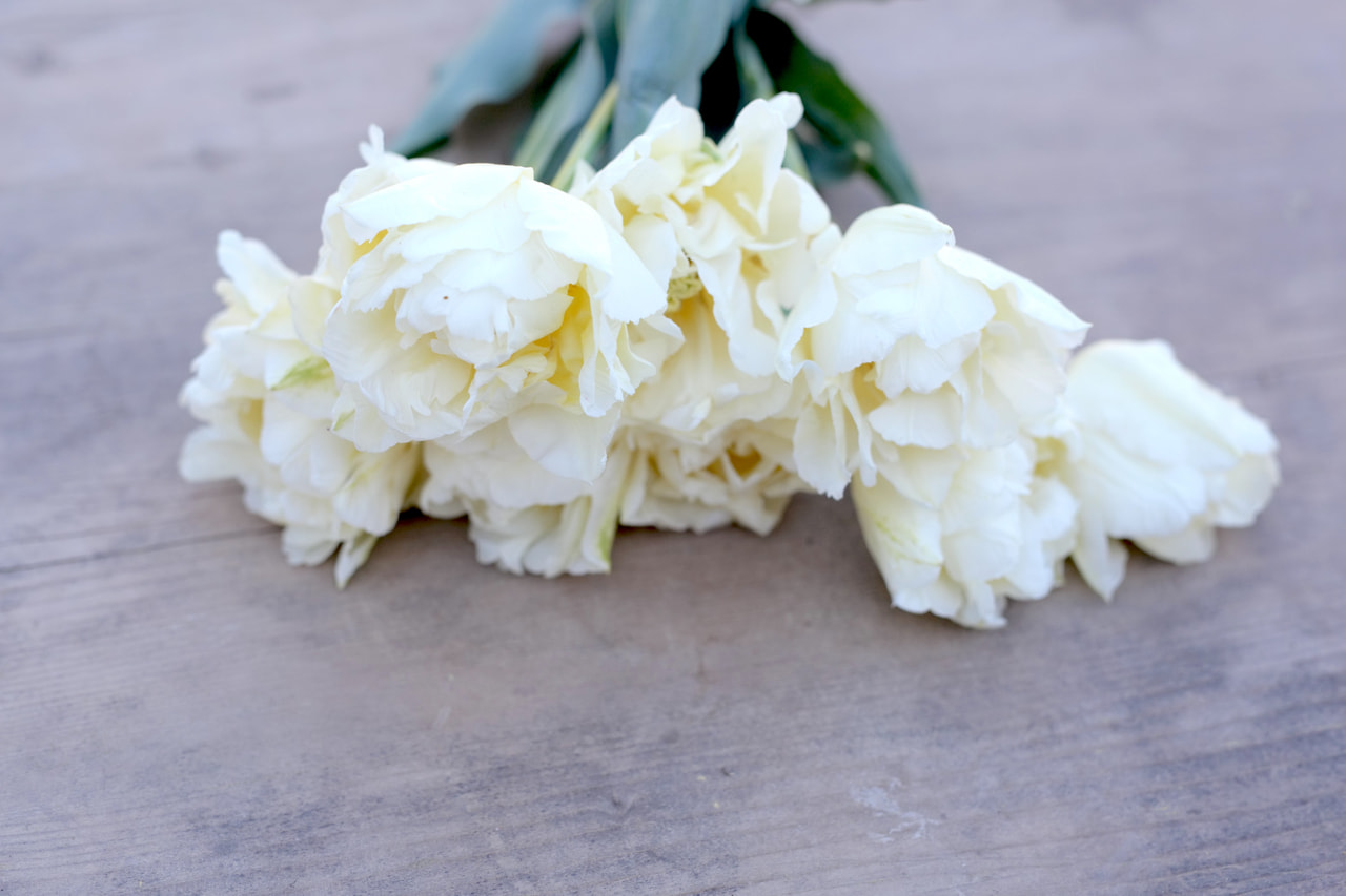 Tulipán Verona, Loukykvět