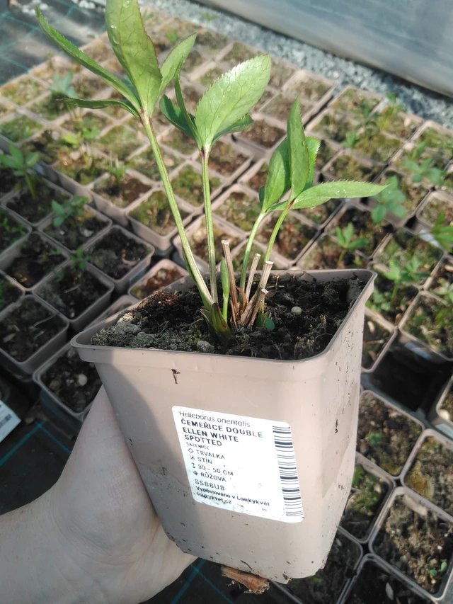 Hellebore Double Ellen White Spotted - 3. 4. 2025