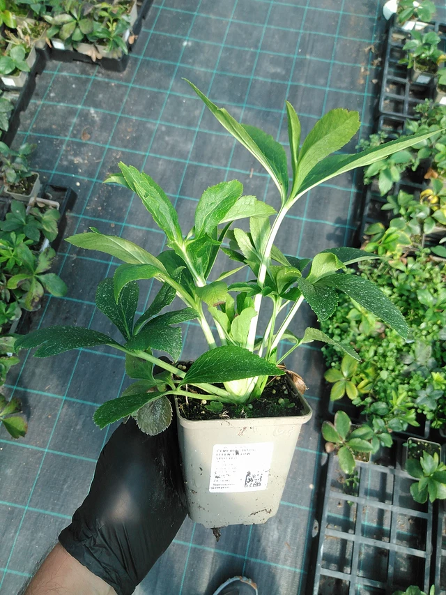 Hellebore Double Ellen Yellow Spotted - 19. 8. 2025