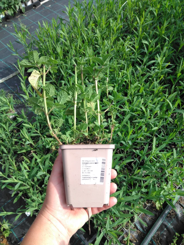 Menta tailandesa - 2024