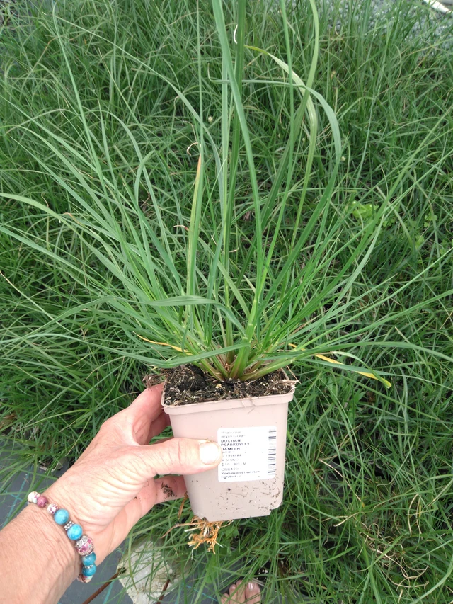 Dochan psárkovitý Hameln - 2024