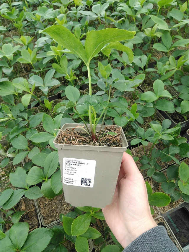 Hellebore Double Ellen Green - 9. 6. 2025