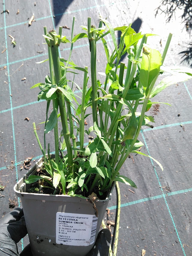 Lythrum Summer Snow - 19. 8. 2025