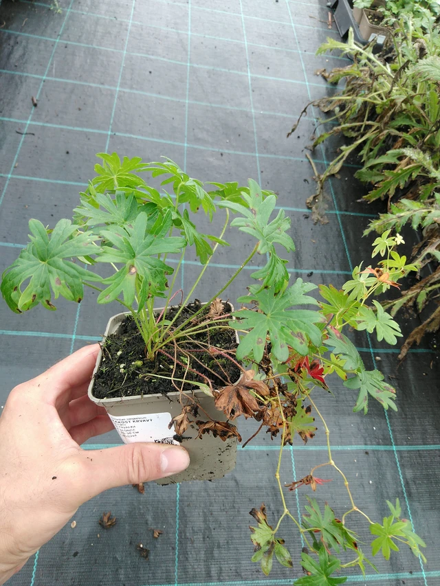 Verikurjenpolvi - 28. 7. 2025