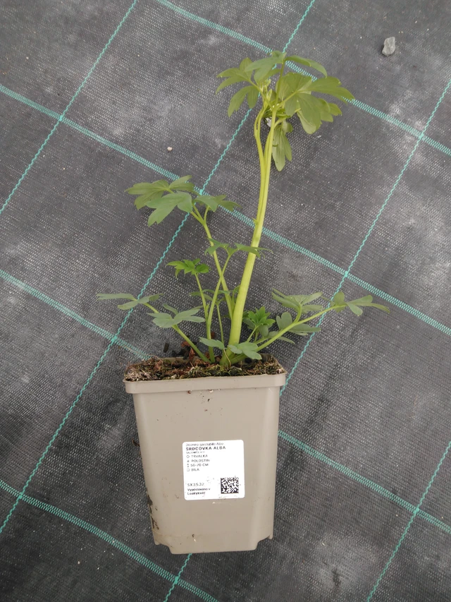 Szívvirág Alba - 1. 4. 2026