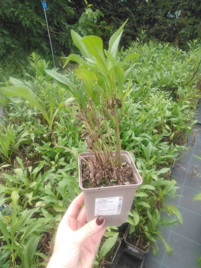 Kanadanpiisku Golden Glory - 2024