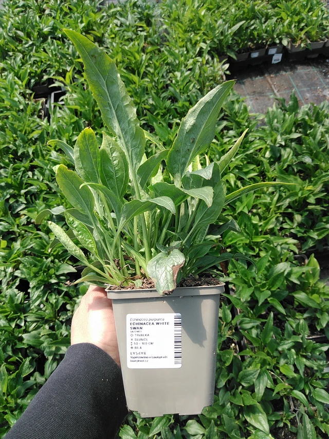Echinacea White Swan - 13. 5. 2025