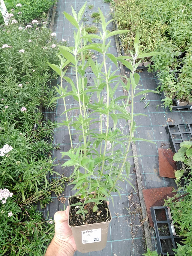 Menta de montaña americana Pilosum - 21. 7. 2025