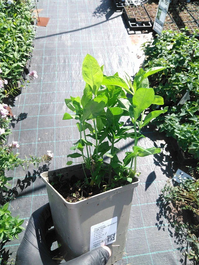 Flox Franz Schubert - 19. 8. 2025