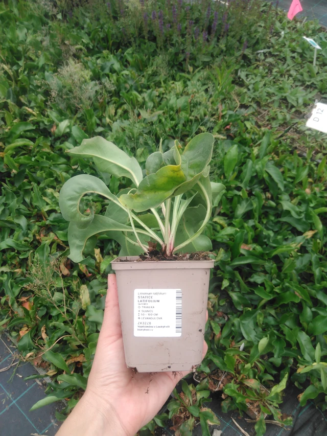 Statice latifolia - 2024