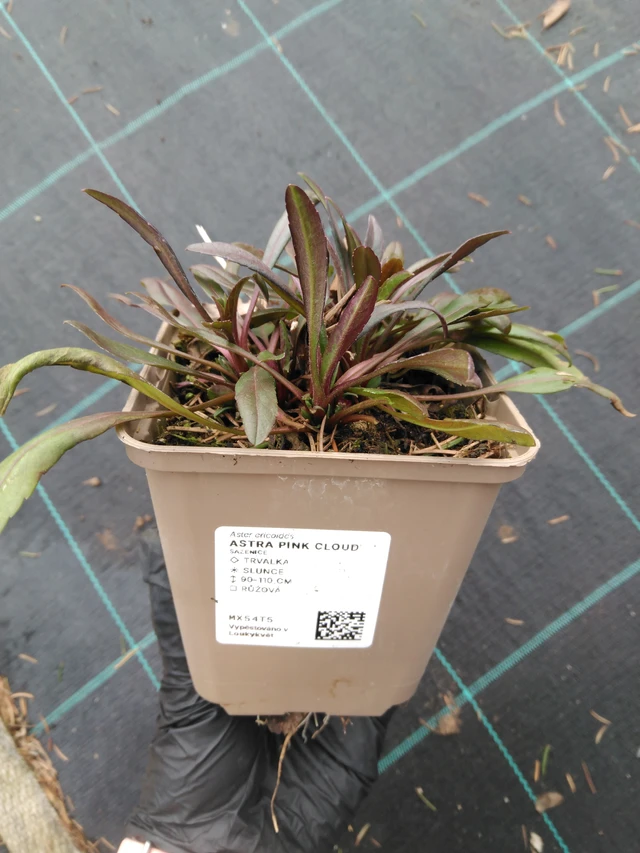 Őszirózsa Pink Cloud - 1. 4. 2026