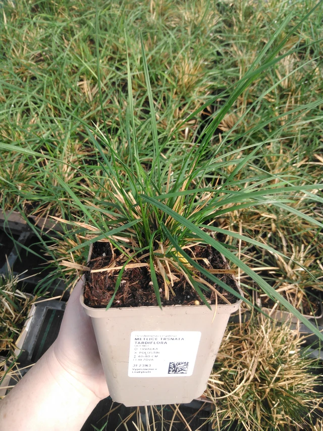 Metlice trsnatá Tardiflora - 3. 4. 2025