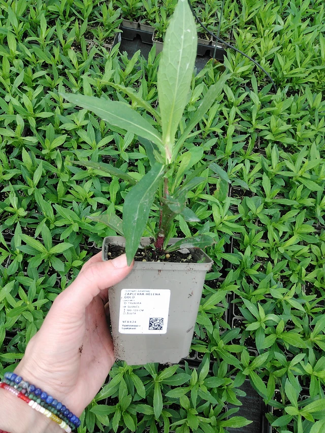 Sneezeweed Helena Gold - 9. 6. 2025