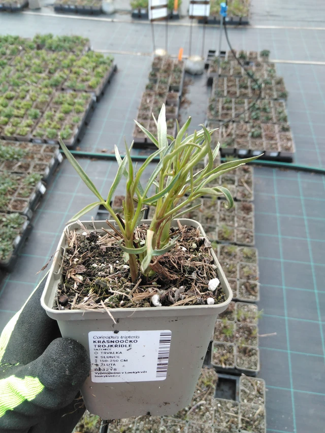 Coreopsis trojkřídlé - 8. 4. 2025