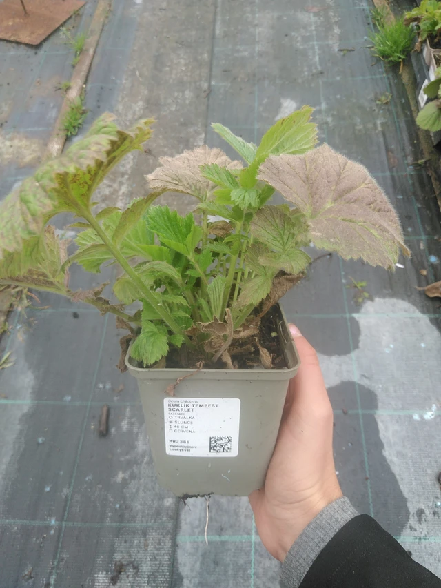 Genciana Tempest Scarlet - 10. 10. 2025