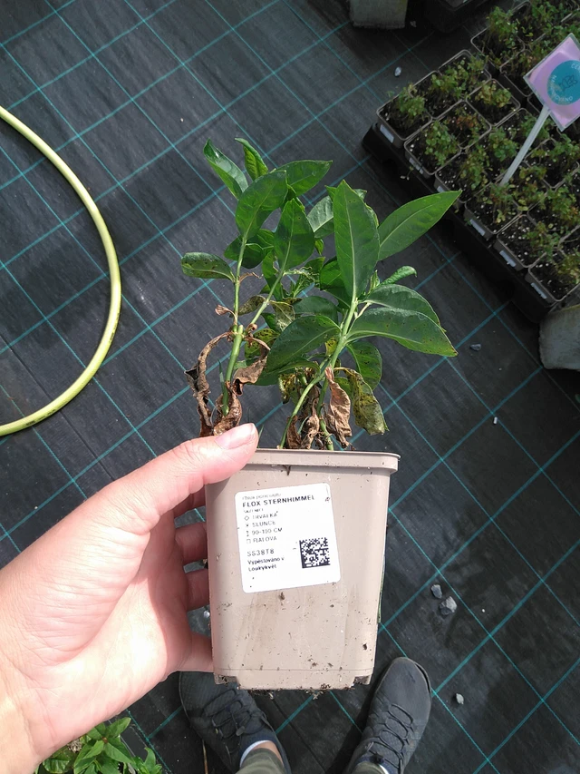 Flox Sternhimmel - 11. 7. 2025