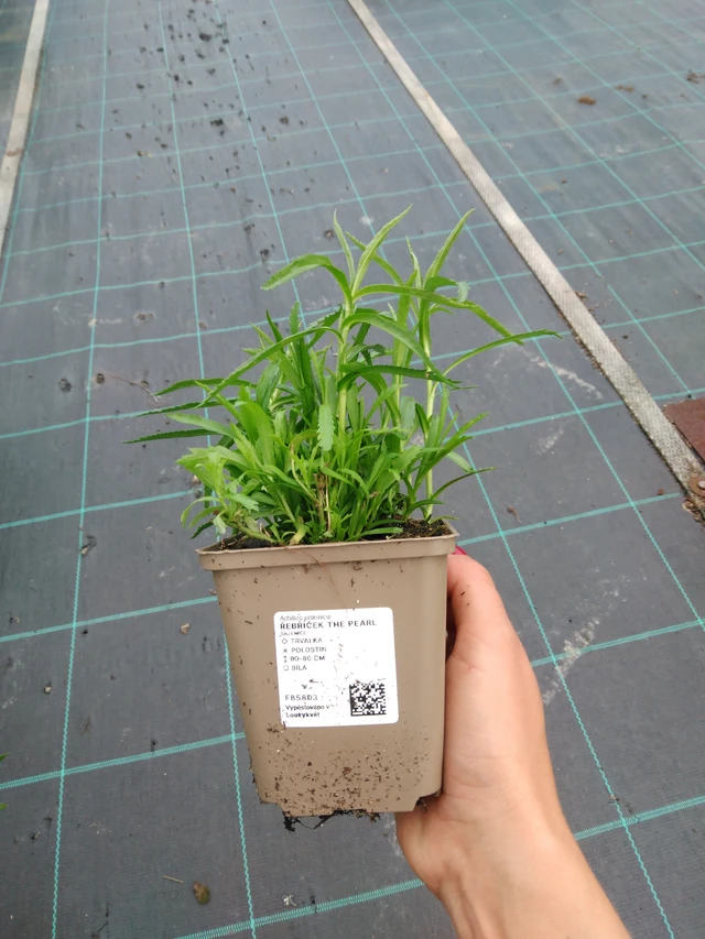 Milenrama The Pearl - 11. 9. 2025