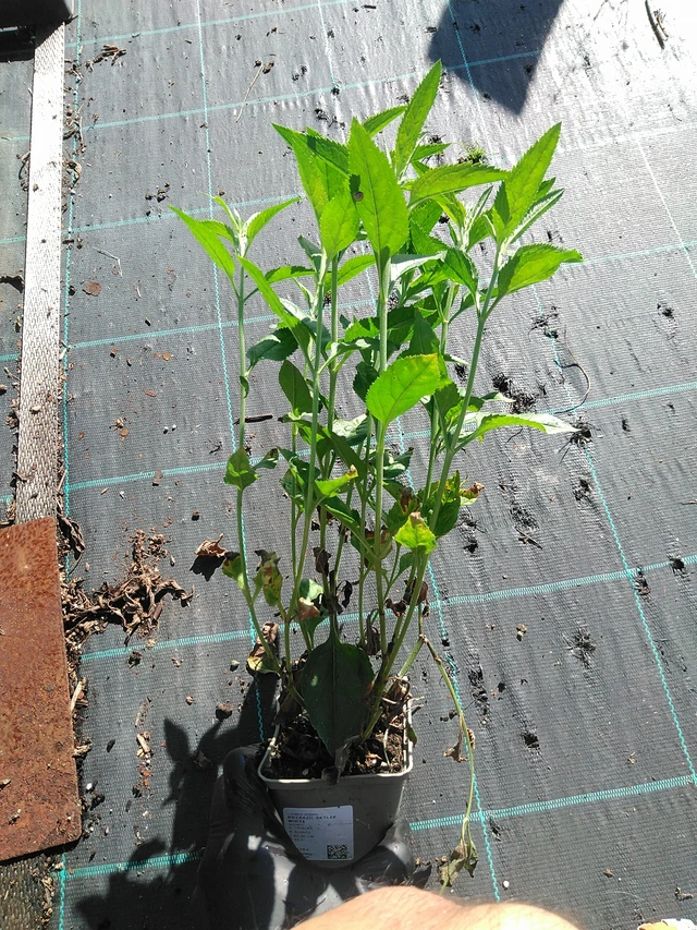 Veronika Skyler White - 19. 8. 2025